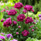 Plant in a Box - Paeonia pioen 'Karl Rosenfield' - Set van 2 - Pioenen - Bloemknollen - Zomerbloeiers - Tuinbloemen - Paars