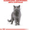 Royal Canin British Shorthair Adult - Kattenvoer - 4 kg