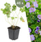 Plants by Frank | 48 Ooievaarsbek Planten | Geranium 'Rozanne' | Winterharde bodembedekker planten | tuinplanten | Winterharde vaste planten meerjarig | Winterharde tuinplanten