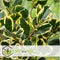 Plant in a Box - Ilex Golden King - Set van 2 - Groenblijvende tuinplant - kleur uw herfst- en wintertuin - Pot 17cm - Hoogte 25-35cm
