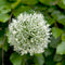 Plant in a Box - Allium Mount Everest - Bloembollen x6 - Allium - Wit - Groot en bolvormig