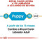 Royal Canin Labrador Retriever - Puppy-Hondenvoer - 3 kg