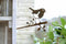 Birdwise tuindecoratie Roodborstje cortenstaal