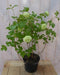 Viburnum Gelderse Roos Heester 80 cm met mooie witte bloemen