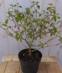 viburnum plicatum japanse sneeuwbal