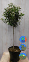 Viburnum Tinus stamhoogte 50 cm en hoogte 100 cm wit