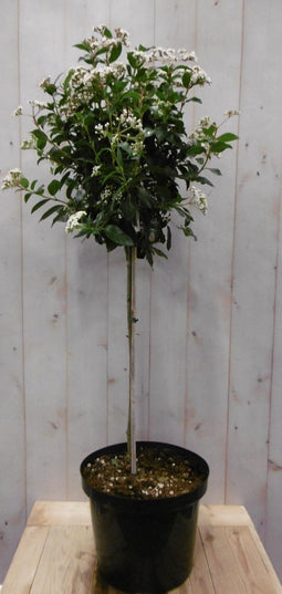 Viburnum Tinus stamhoogte 50 cm en hoogte 100 cm wit