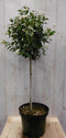 Viburnum Tinus stamhoogte 50 cm en hoogte 100 cm wit