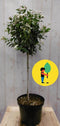 Viburnum Tinus stamhoogte 50 cm en hoogte 100 cm wit