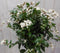 Viburnum Tinus stamhoogte 50 cm en hoogte 100 cm wit