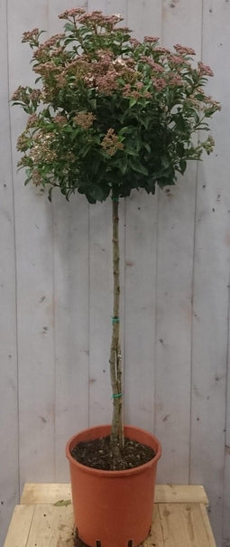 Viburnum Tinus stamhoogte 70 cm en hoogte 150 cm