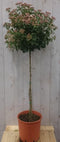 Viburnum Tinus stamhoogte 70 cm en hoogte 150 cm