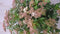 Viburnum Tinus stamhoogte 70 cm en hoogte 150 cm