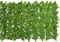 vidaXL - Balkonscherm - met - groene - bladeren - 300x75 - cm
