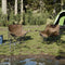 vidaXL - Campingstoelen - 2 - st - met - vakje - inklapbaar - bruin