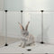 vidaXL - Dierenhok - klein - 144x74x46,5 - cm - polypropeen - en - staal - transparant