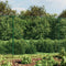 vidaXL - Draadgaashek - 2,2x10 - m - gegalvaniseerd - staal - groen