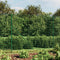 vidaXL - Draadgaashek - 2,2x10 - m - gegalvaniseerd - staal - groen