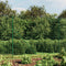 vidaXL - Draadgaashek - met - flens - 1,4x10 - m - groen