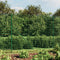 vidaXL - Draadgaashek - met - flens - 1,6x10 - m - groen