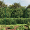 vidaXL - Draadgaashek - met - flens - 1,8x10 - m - groen