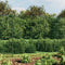 vidaXL - Draadgaashek - met - grondankers - 1,6x10 - m - groen
