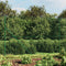 vidaXL - Gaashek - 1,4x10 - m - groen
