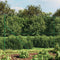 vidaXL - Gaashek - 2,2x10 - m - groen