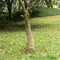 vidaXL - Jute - rol - 200 - g/m² - 0,25x50 - m - 100% - jute
