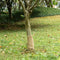 vidaXL - Jute - rol - 200 - g/m² - 0,25x10 - m - 100% - jute