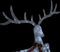 vidaXL - Kerstversiering - vliegend - rendier - koudwit - 120 - LED's - wit