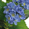 vidaXL - Kunst - hortensia - plant - met - pot - 60 - cm - blauw