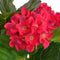 vidaXL - Kunst - hortensia - plant - met - pot - 60 - cm - rood