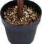 vidaXL - Kunstplant - met - pot - buxus - bolvorming - 71 - cm - groen