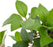 vidaXL - Kunstplant - met - pot - laurierboom - 120 - cm - groen