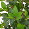 vidaXL - Kunstplant - met - pot - laurierboom - 150 - cm - groen