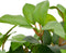 vidaXL - Kunstplant - met - pot - laurierboom - 150 - cm - groen