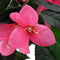 vidaXL - Kunstplant - met - pot - rododendron - 155 - cm - groen - en - roze