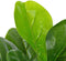 vidaXL - Kunstplant - met - pot - vioolbladplant - 90 - cm - groen