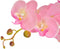 vidaXL - Kunstplant - orchidee - met - pot - 30 - cm - roze