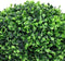 vidaXL - Kunstplanten - met - pot - 2 - st - buxus - bolvorming - 32 - cm - groen