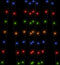 vidaXL - Lichtsnoeren - 2 - st - 2x200 - LED's - solar - binnen/buiten - meerkleurig