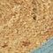 vidaXL - Placemats - 6 - st - 38 - cm - jute - en - katoen - natuurlijk - en - groen