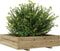 vidaXL - Plantenbak - 100x100x26,5 - cm - geïmpregneerd - grenenhout