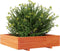 vidaXL - Plantenbak - 100x100x26,5 - cm - massief - grenenhout - wasbruin