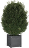 vidaXL - Plantenbak - 40x40x40 - cm - massief - grenenhout - grijs