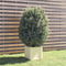 vidaXL - Plantenbak - 40x40x40 - cm - massief - grenenhout - wit