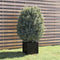 vidaXL - Plantenbak - 40x40x40 - cm - massief - grenenhout - zwart