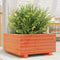 vidaXL - Plantenbak - 50x50x26,5 - cm - massief - grenenhout - wasbruin