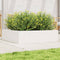 vidaXL - Plantenbak - 90x90x23 - cm - massief - grenenhout - wit